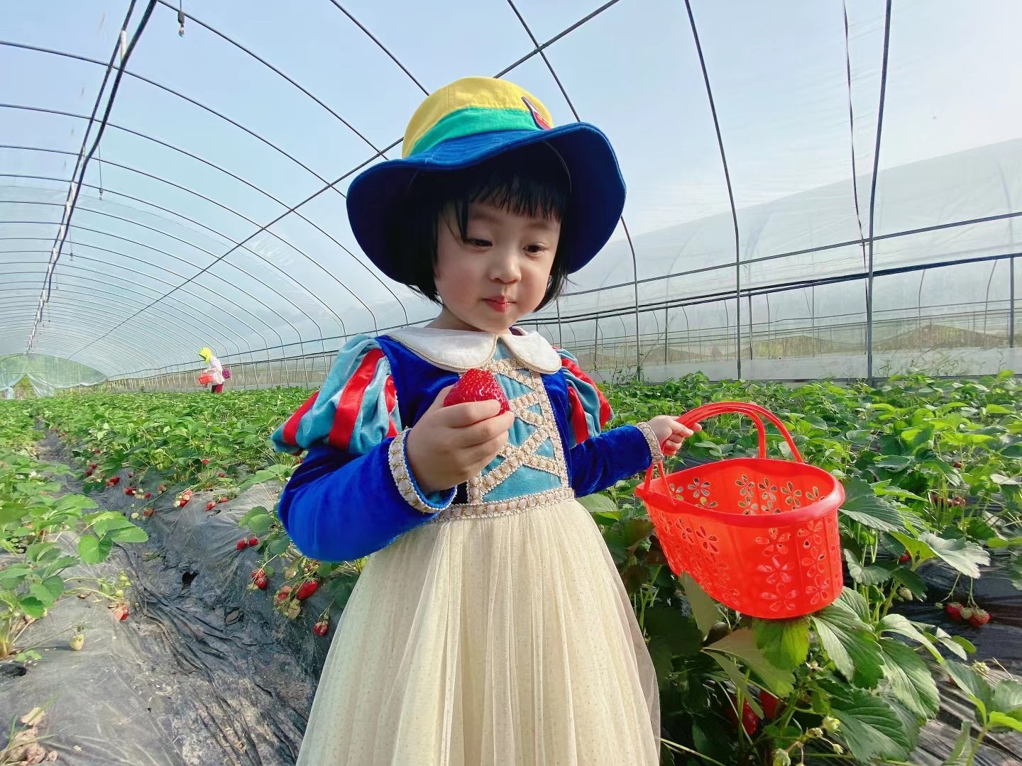 摘草莓🍓+小熊猫